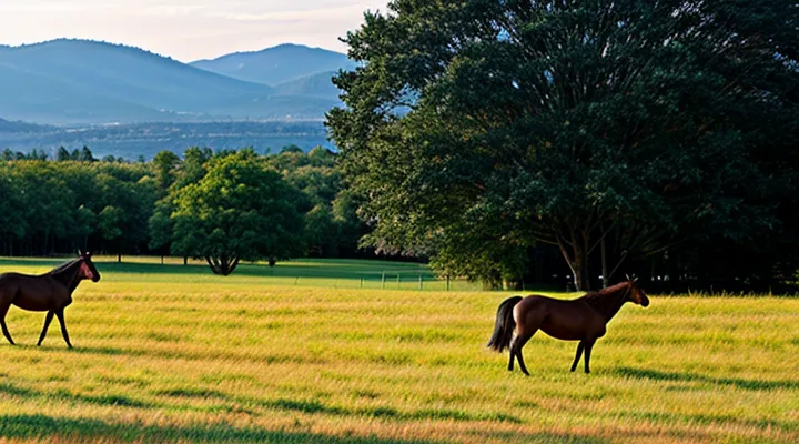Как записаться на прием в СФР через Госуслуги